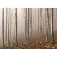 Фотообои Komar SHX7-192 - Misty Forest Serenity