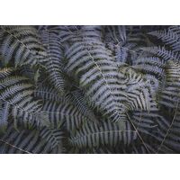 Фотообои Komar SHX7-202 - Fern Canopy
