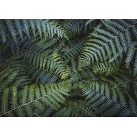 Фотообои Komar SHX7-203 - Fern Canopy