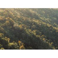 Фотообои Komar SHX7-208 - Mellow Woods