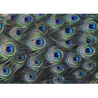 Фотообои Komar SHX7-210 - Plumage Detail