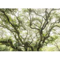Фотообои Komar SHX7-222 - The Jungletree