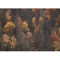 Фотообои Komar SHX7-226 - Warm Tones