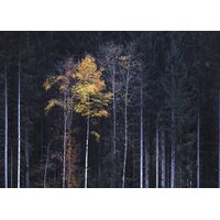 Фотообои Komar SHX7-227 - White Sticks