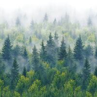 Tapeet Smart Art 96453 Forest Fog