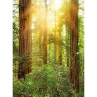 Pilttapeet Redwood SH019-VD2 (200×250 cm)