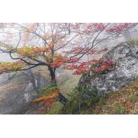 Pilttapeet Euphoria SH031-VD3 (300×200 cm)