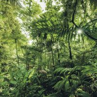 Fototapeet Stefan Hefele - Into The Jungle SH041-VD4
