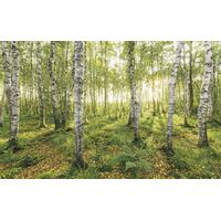 Pilttapeet Birch Trees SH043-VD4 (400×250 cm)