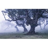 Pilttapeet Ghost Line SH052-VD4 (400×250 cm)