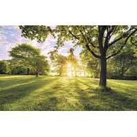 Pilttapeet Golden Moment SH054-VD4 (400×250 cm)