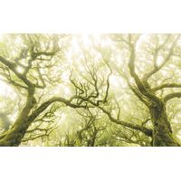 Pilttapeet Green Fire SH055-VD4 (400×250 cm)