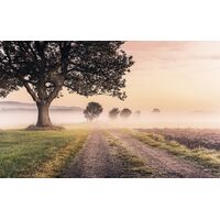 Pilttapeet Misty Morning SH068-VD4 (400×250 cm)