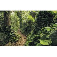 Pilttapeet Path of Dreams SH072-VD4 (400×250 cm)
