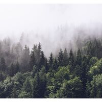 Tapeet Rebel Walls - Misty Fir Forest FR16731-6
