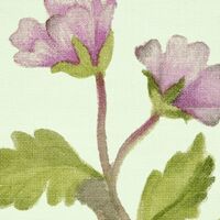 Fototapeet Oiseaux du Paradis LJX7-040