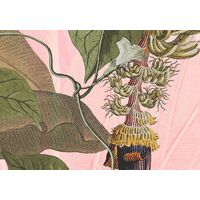 Fototapeet Plantation HX7-045