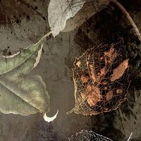 Fototapeet Night Flowers INX4-044