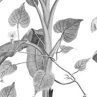 Фотообои Croissances Monochrome INX8-082