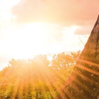 Fototapeet Vertical Paradise SHX4-090