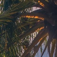 Fototapeet Vertical Paradise SHX4-090