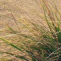 Fototapeet Vivid Dunes SHX4-091