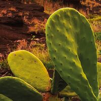 Fototapeet Warmes Licht SHX4-092