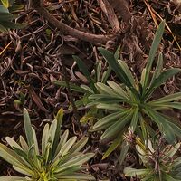 Fototapeet Warmes Licht SHX4-092