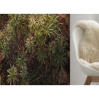 Fototapeet Warmes Licht SHX4-092