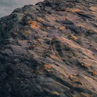 Fototapeet Cry of the Sea SHX4-129