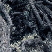 Fototapeet Flowering Tales SHX4-130