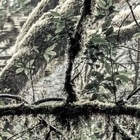 Fototapeet Das Model SHX5-018