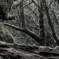 Fototapeet Das Model SHX5-018