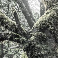 Fototapeet Das Model SHX5-018