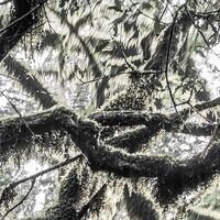 Fototapeet Das Model SHX5-018