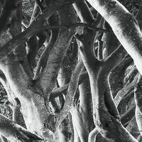 Fototapeet Forevenue SHX5-033