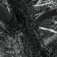 Fototapeet Forevenue SHX5-033