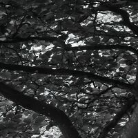 Fototapeet Forevenue SHX5-033