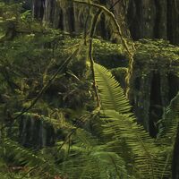 Fototapeet Goblins Woods SHX5-037