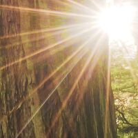 Fototapeet Goblins Woods SHX5-037