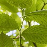 Fototapeet Im Frühlingswald SHX5-045