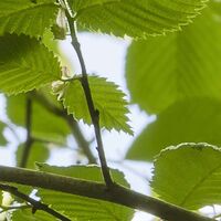 Fototapeet Im Frühlingswald SHX5-045