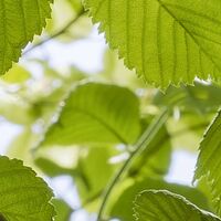 Fototapeet Im Frühlingswald SHX5-045