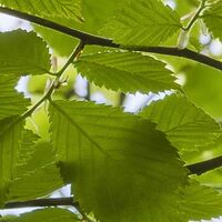 Fototapeet Im Frühlingswald SHX5-045