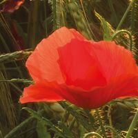 Fototapeet Poppy World SHX5-071