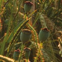 Fototapeet Poppy World SHX5-071