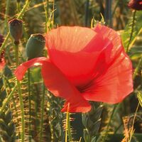 Fototapeet Poppy World SHX5-071