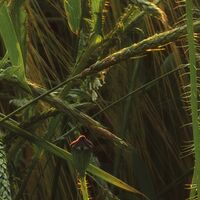 Fototapeet Poppy World SHX5-071