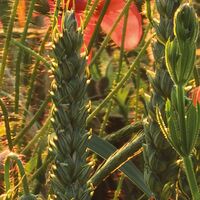 Fototapeet Poppy World SHX5-071