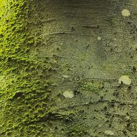 Fototapeet Der Traumbaum SHX6-020